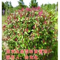 紅葉石楠/紅葉石楠/紅葉石楠價(jià)格