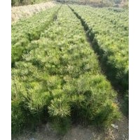 綠化環(huán)境，黑松首選！