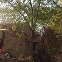 櫻花樹，櫻花樹基地，櫻花樹價格，櫻花樹報價