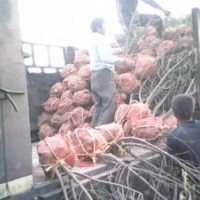 山桃樹，山桃苗