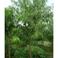 山桃苗，山桃樹