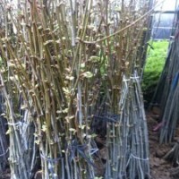 基地長期供應(yīng)1-3公分美國國槐