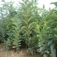 【板栗苗 杜梨苗 連翹苗】