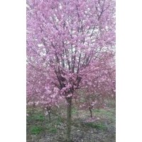 長期供應各種梅花