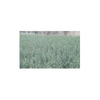 山西1-2連翹苗基地=絳縣連翹苗基地全國(guó)