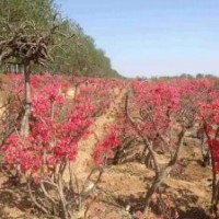 映山紅大樹、小苗