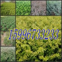 40公分平枝荀子價格，50公分平枝荀子價格