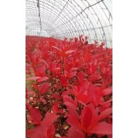 黑果腺肋花楸小苗