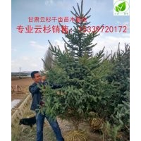 甘肅云杉西北云杉哪里有