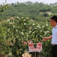 冠核一號優(yōu)質(zhì)核桃苗