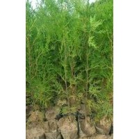 出售30-50公分-80公分-1米營(yíng)養(yǎng)杯側(cè)柏苗