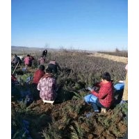 出售沙地柏?zé)o紡布營養(yǎng)杯都有規(guī)格齊全價(jià)格便宜有需要的速聯(lián)系我