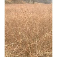 連翹苗哪里有？請到山西虎子苗木合作社