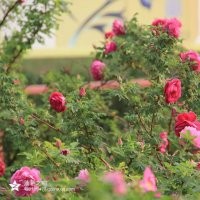 平陰四季玫瑰，豐花一號