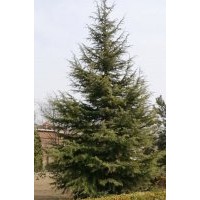 常平苗圃出售優(yōu)質苗木