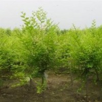 金葉榆小苗批發(fā)