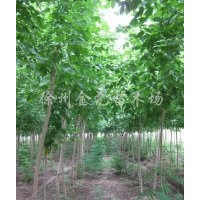 金葉復(fù)葉槭6-8CM1000棵