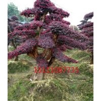 湖南苗木批發(fā)造型紅繼木 造型赤楠 造型羅漢松 造型楊梅樹價格