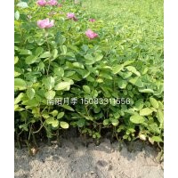 月季小苗,月季種苗,批發(fā)月季苗,月季苗價格