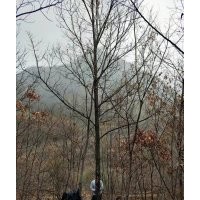 大量長期供應(yīng)各種規(guī)格蒙古櫟以及栓皮櫟