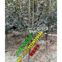 5---9公分紅葉李，價(jià)格便宜，需要聯(lián)系