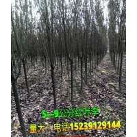 供應(yīng)：2-5米精品白皮松，5-9公分紅葉李、晚櫻、西府海棠