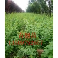 供應(yīng)1——3年連翹苗，鈣果苗，牡丹苗