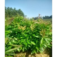 羅漢松，桂花，羅漢松，紅豆杉