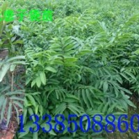 無患子袋苗 無患子容器苗 無患子杯苗