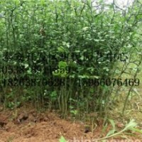 山東濰坊0.2-0.5公分枸橘小苗批發(fā)價(jià)格