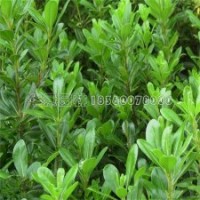 海桐的產(chǎn)地及最新的報價清單