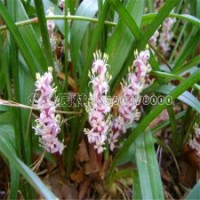 20-50公分八寶景天的裝車價格