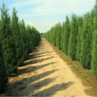 江蘇檜柏基地超低價(jià)格供應(yīng)高度1米到5米的精品苗