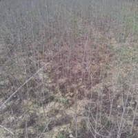 對節(jié)白蠟小苗