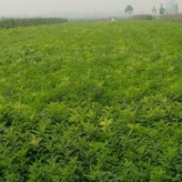 紫穗槐最新苗價，紫穗槐的批發(fā)價格