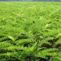 精品紫穗槐小苗，產(chǎn)地直銷，低價裝車