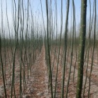 速生國槐、速生法桐、速生白蠟、速生皂角