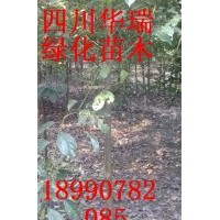 3、4、5大葉樟大量供應(yīng)