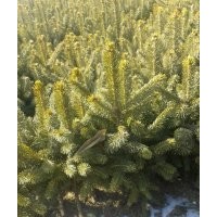 云杉小苗；云杉苗木；云杉樹(shù)苗；青海云杉