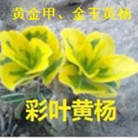 常青彩葉系列新品種