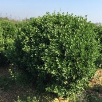供應(yīng)山東大葉黃楊，冬青，北海道黃楊，木槿。