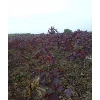 紅葉李 紅王子錦帶、四季錦帶、紅瑞木、紫丁香、白丁香、棣棠、