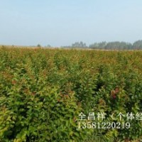 湖北利川紫薇小苗、紫薇苗價(jià)格