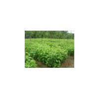 櫻花小苗供應(yīng)//櫻花小苗價(jià)格