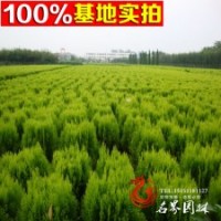 灑金柏樹苗 灑金柏小苗 灑金柏球