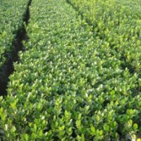 7月份山東綠化苗木----冬青最新價(jià)格