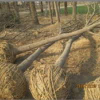 樸樹小苗供應(yīng)櫸樹小苗價格