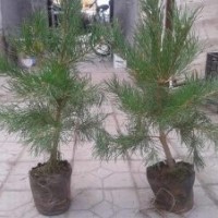 營養(yǎng)缽油松