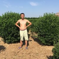 供應(yīng)：冬青球，冬青苗，北海道，金銀木，金葉女貞。