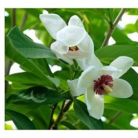 天女木蘭苗，本溪天女木蘭苗，天女花樹苗，天女木蘭苗價(jià)格